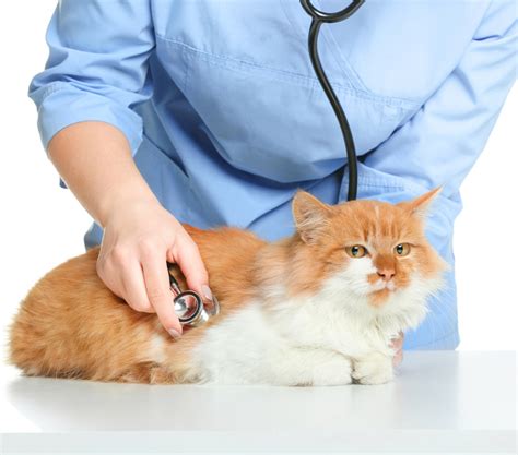 Pet Otoscopy & Endoscopy | Rockaway, NJ | Rockaway Animal Hospital