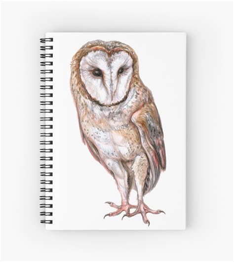 Barn Owl Sketch at PaintingValley.com | Explore collection of Barn Owl Sketch