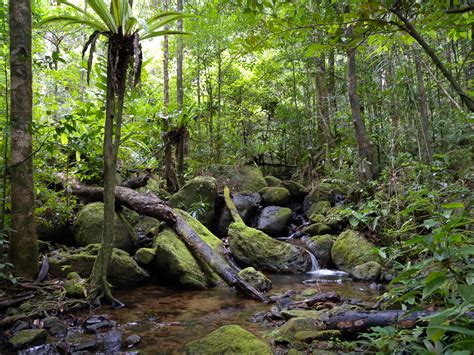 File:Lowland rainforest, Masoala National Park, Madagascar (4026784053