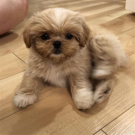 shih tzu pekingese mix