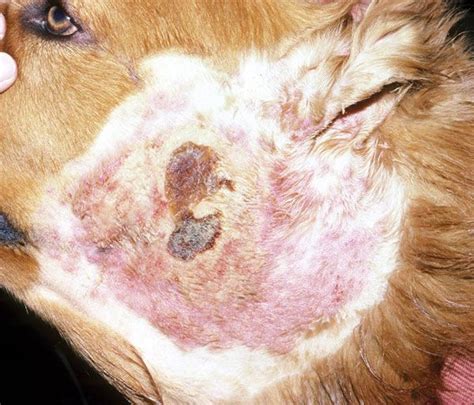Dermatology treatment for cats and dogs: multi-modal therapy care