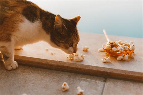 Gato Pode Comer Pipoca - Gato pode comer pipoca? Veterinárias tiram a dúvida | Nutrição | Vida ...