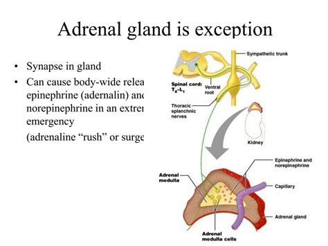 PPT - The Autonomic System PowerPoint Presentation, free download - ID