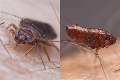 Flea vs. bed bug: differences between flea and bed bug • 7esl – bed