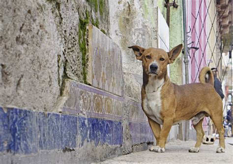 Member Spotlight | Pat Kennedy-Corlin: Canines of Cuba - A Fated