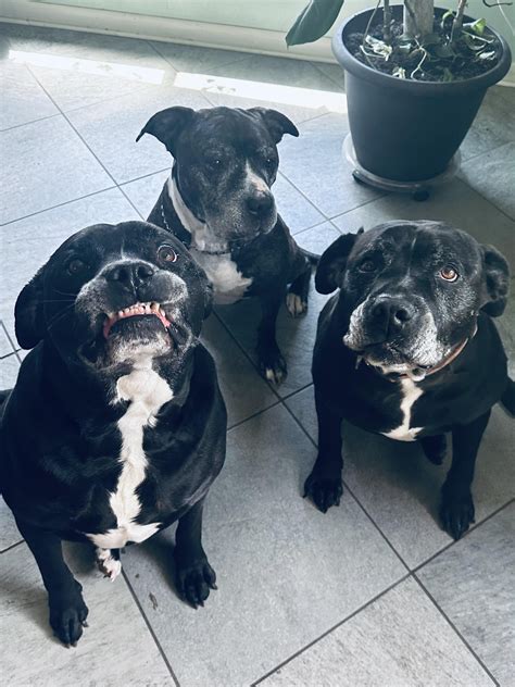 "Smiiiile" 🐾 : r/PitBullOwners