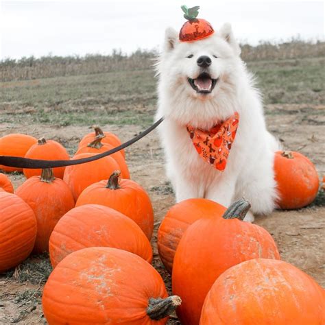 20 Incredible Photos of Dogs in Halloween Costumes - Shiny Eve