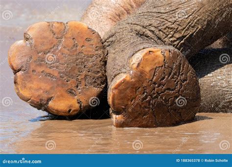 Elephant feet stock photo. Image of outside, grey, ground - 188365378