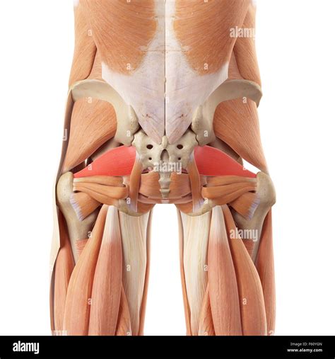 Piriformis muscle hi-res stock photography and images - Alamy