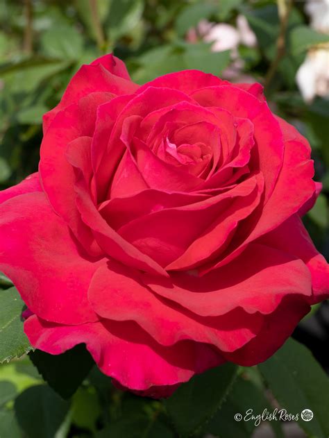 English Rose Names at Terri Barnett blog