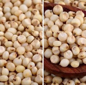 sm exports organic white corn cholamsorghum seeds  seeds seed