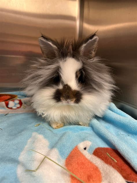 oak grove animal hospital 7