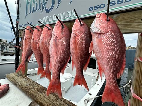 Red Snapper