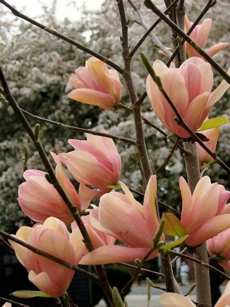 Magnolia 'Coral Lake' de vânzare | Copacei.ro - Pepiniera Zalău