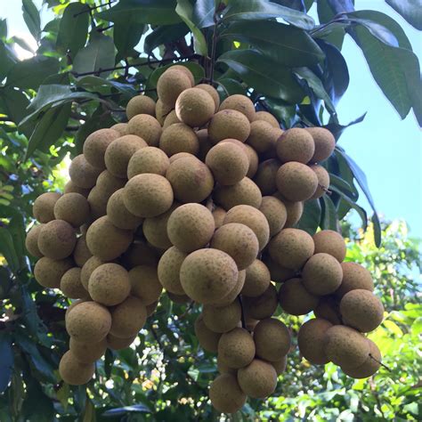 Longan Box - Buy Longan online from Miami Fruit