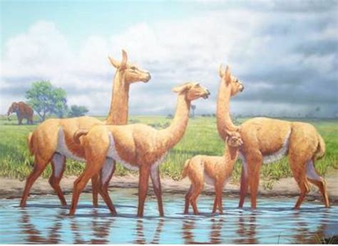 Art illustration - Prehistoric Mammals - Aepycamelus: is an extinct ...