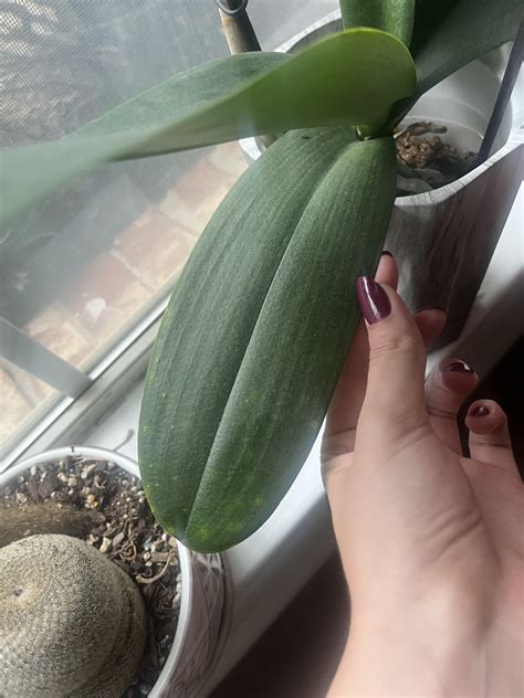 Yellow Spotting On Orchid : r/houseplants