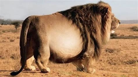giant lion   vet    ultrasound