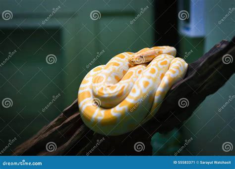white burmese python monocellate burmese python stock image image