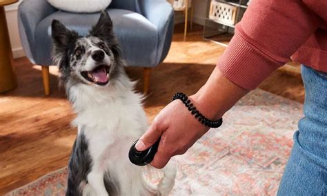 Clicker Training 101: How to Use a Clicker to Train Your Pup | BeChewy