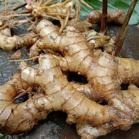 jual rimpang lempuyanglempuyanglempuyang wangi  gram shopee