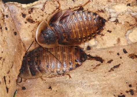 Roach Poop Guide: Pictures, Identify, Compared, 6 Things to Know » The ...