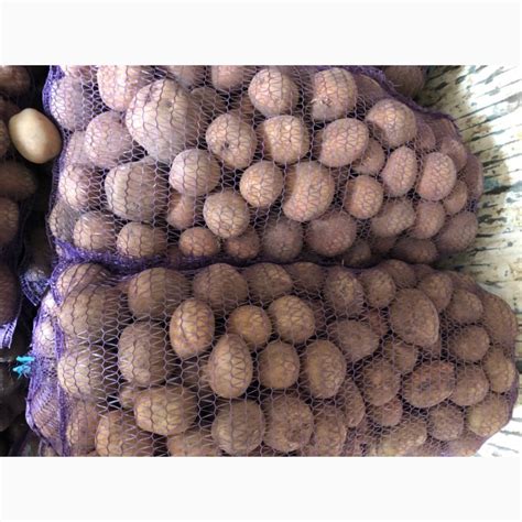 Продам картоплю сорт белоросса, санте — Agro-Ukraine