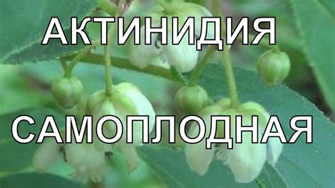 Актинидия самоплодная. - YouTube