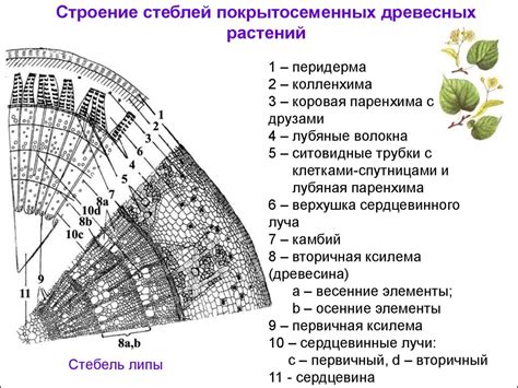 Анатомическое строение вегетативных органов - презентация онлайн