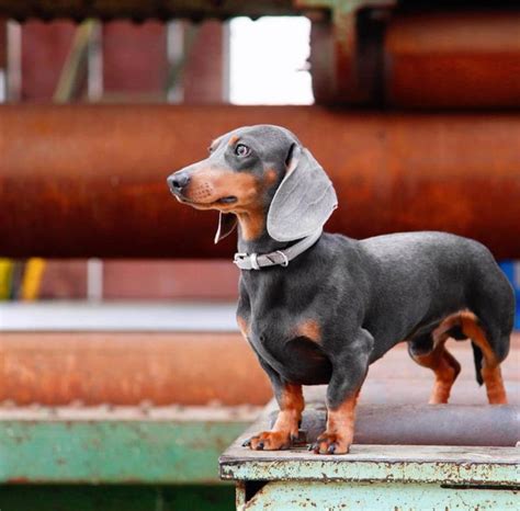 Blue Dachshund - Welcome To The Sausage Dog World | Blue dachshund, Blue dapple dachshund ...