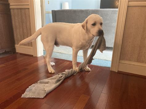How to Stop Golden Retriever Puppy from Peeing in the House: Easy Tips