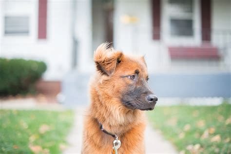 Black Chow Shepherd Mix