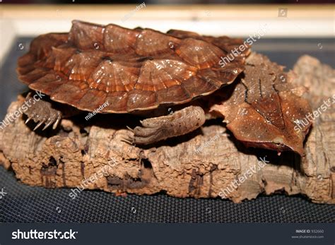 shutterstock