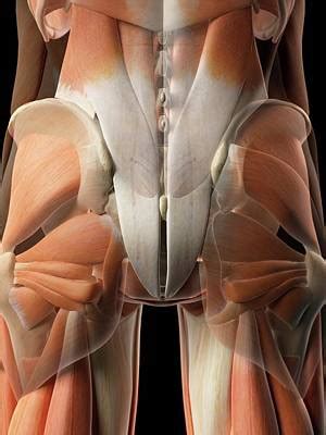 Gluteal Art - Fine Art America