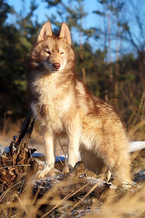 Rey norte kupidon siberian husky brown agouti – Artofit