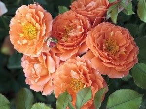 8 Orange Rose Bush Varieties (+Care Tips) - SONG OF ROSES