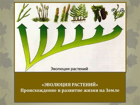 Эволюция растений - презентация онлайн