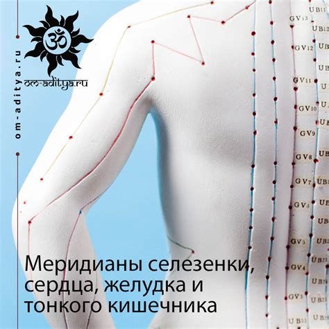 Меридианы желудка, селезенки, сердца и тонкого кишечника,