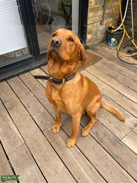Owning a fox red lab brings some unexpected training challenges daily 16