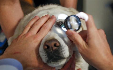 Como saber se cachorro está ficando cego: preste atenção nestes sinais ...