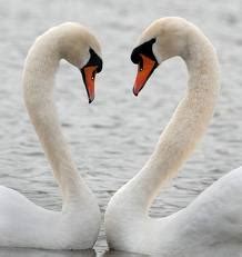 Перевод слова pair