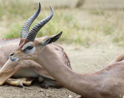 Antelope Photos-gerenuk 1352A