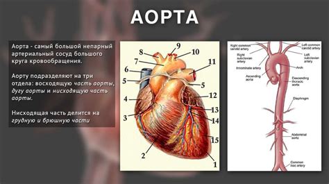 Сосуды основания сердца - online presentation