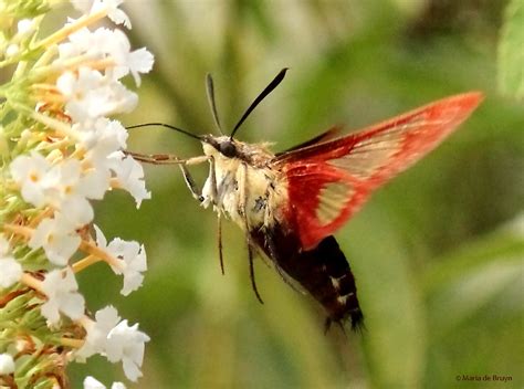 transparent wing | My beautiful world