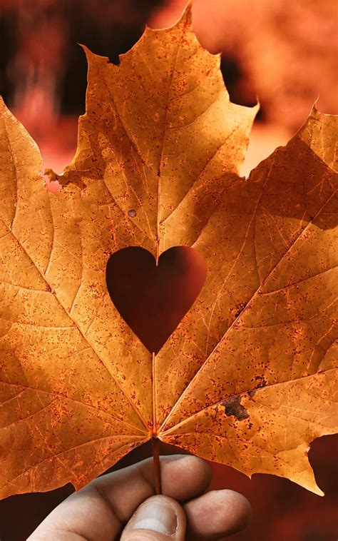 Fall Heart Wallpapers - Top Free Fall Heart Backgrounds - WallpaperAccess