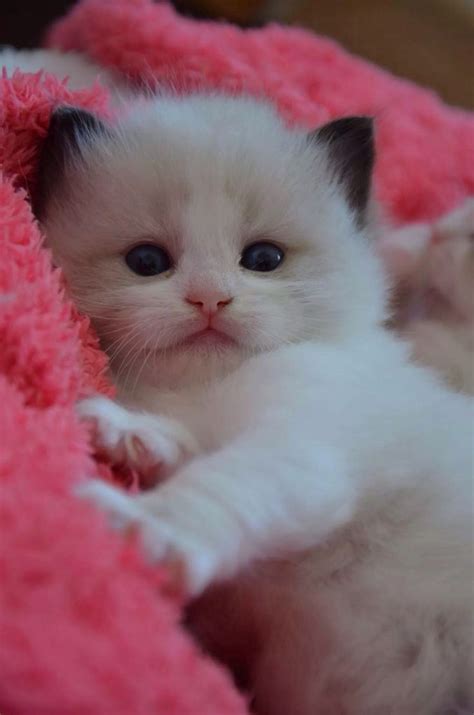 Ragdoll kitten | Сумасшедшие кошки, Рэгдолл котята, Милые котики