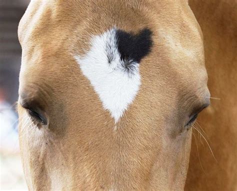 Mis-mark or somatic mutation in Akhal Teke by Sándor Gillich | Unusual ...