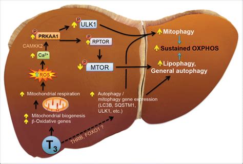 Full article: Thyroid hormone induction of mitochondrial activity is ...