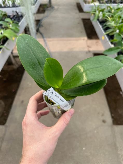 Phal. Lioulin Lawrence - Orchibias