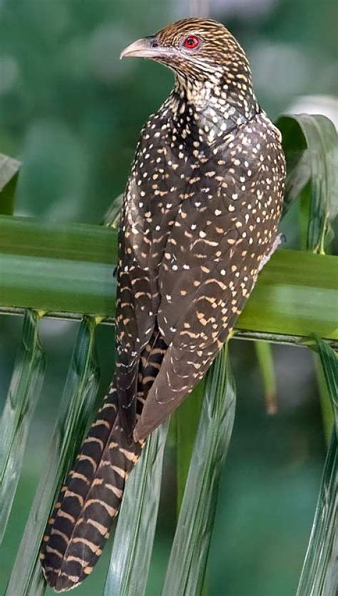 asian western koel images birds  india bird world
